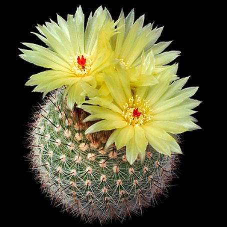 parodia 3 - parodia