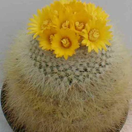 parodia 4 - parodia