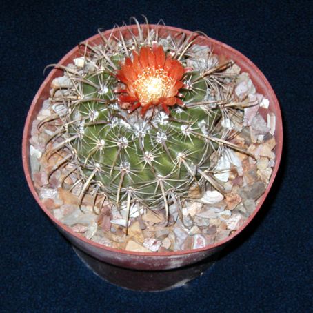 parodia 1 - parodia