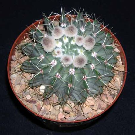 parodia 2 - parodia