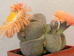 pleiospilos-pleiospilos