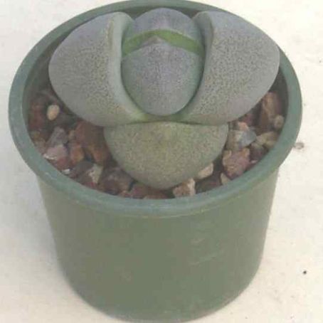 pleiospilos 4 - pleiospilos