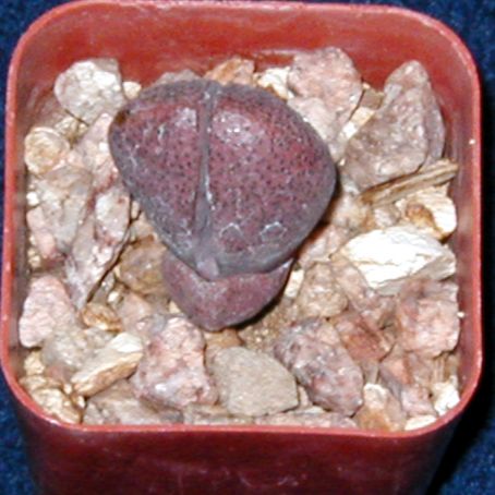 pleiospilos 1 - pleiospilos