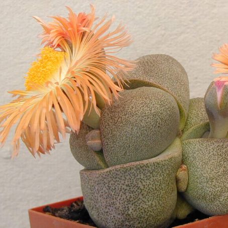 pleiospilos 2 - pleiospilos
