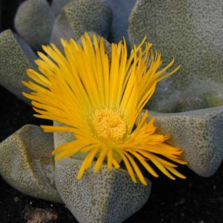 pleiospilos 3 - pleiospilos
