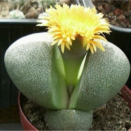 pleiospilos 5 - pleiospilos