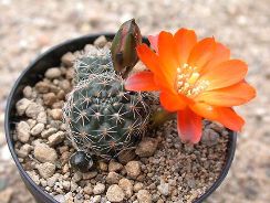../plante-si-flori/photos/cactusi/rebutia-5163889.jpg