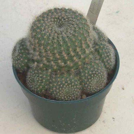 rebutia 5 - rebutia