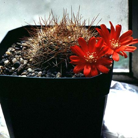 rebutia 1 - rebutia