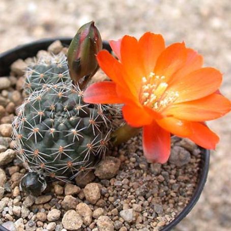 rebutia 2 - rebutia