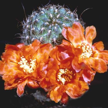 rebutia 3 - rebutia