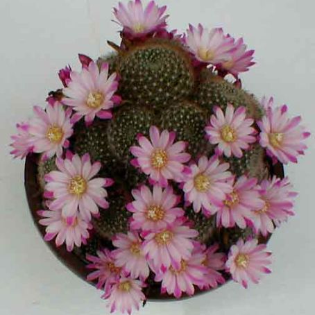 rebutia 4 - rebutia