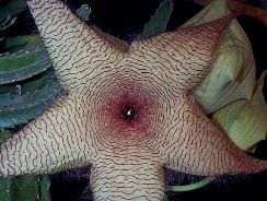 ../plante-si-flori/photos/cactusi/stapelia-1794673.jpg