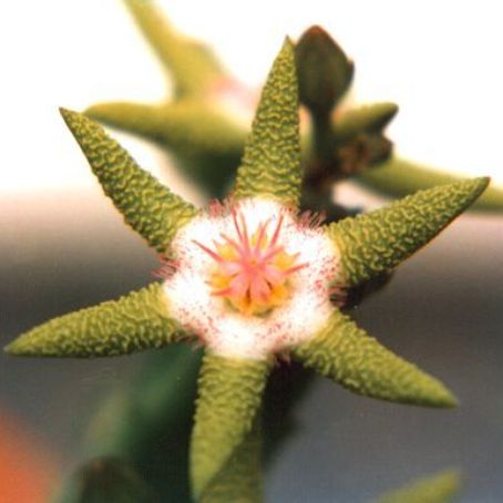 stapelia 1 - stapelia