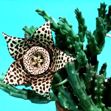 stapelia 3 - stapelia