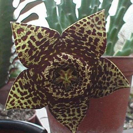 stapelia 2 - stapelia