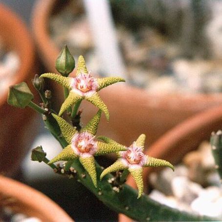 stapelia 4 - stapelia