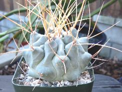 thelocactus-thelocactus