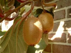 actinidia-chinesis-kiwi