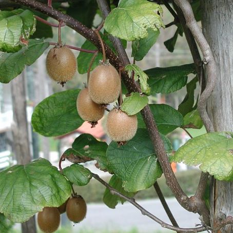 actinidia chinesis 2 - kiwi