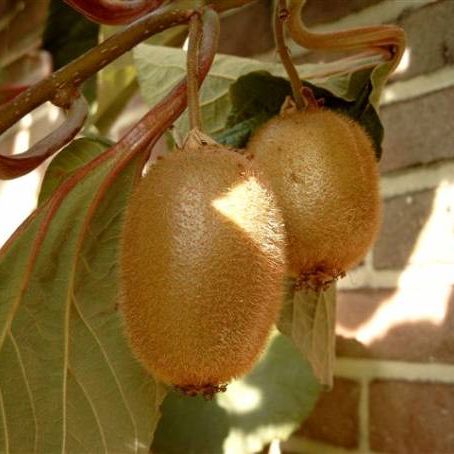 actinidia chinesis 1 - kiwi