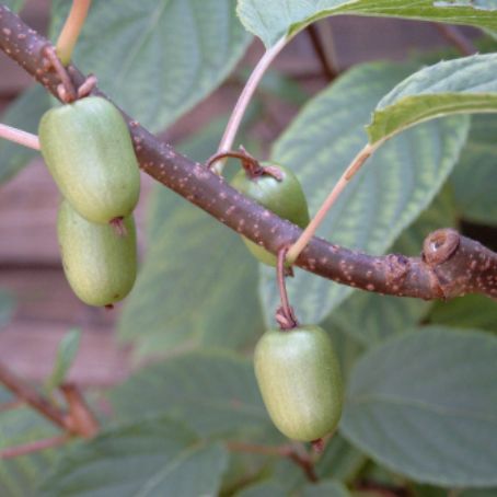 actinidia chinesis 3 - kiwi