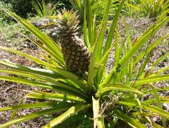 ananas-sativus-ananasul