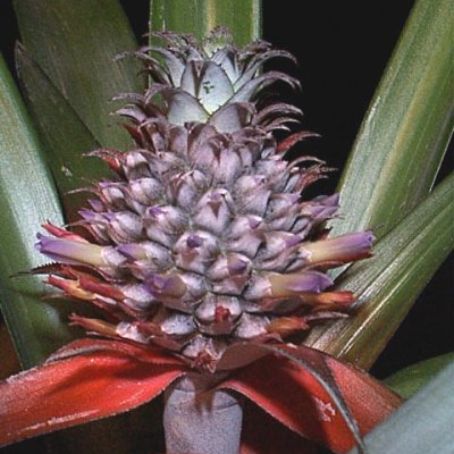 ananas sativus 1 - ananasul
