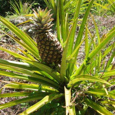 ananas sativus 4 - ananasul
