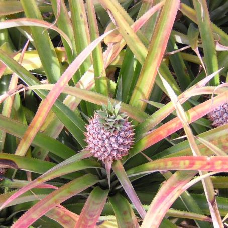ananas sativus 3 - ananasul