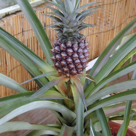 ananas sativus 2 - ananasul