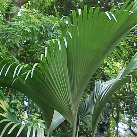 cocos nucifera 2 - cocotierul