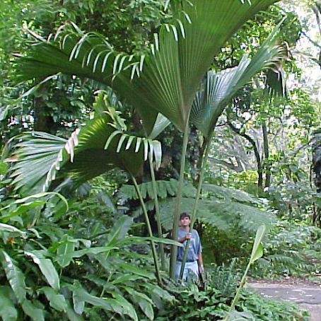 cocos nucifera 3 - cocotierul