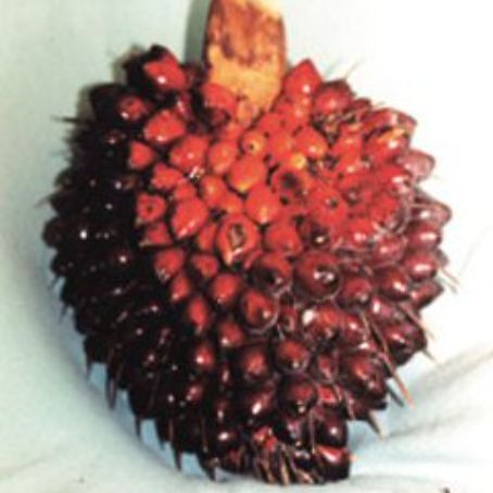 elaeis guinensis 3 - palmierul oleaginos