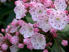 kalmia-latifolia-dafinul
