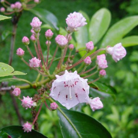 kalmia latifolia 3 - dafinul
