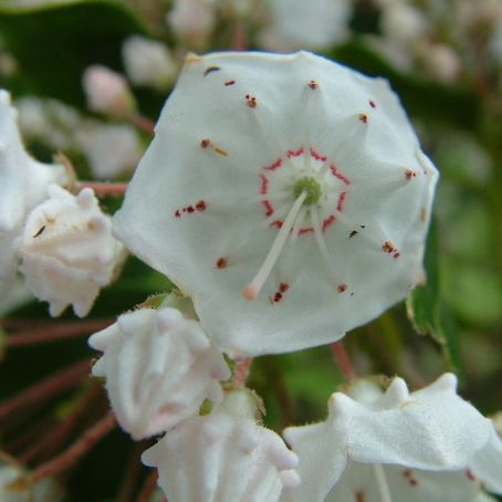 kalmia latifolia 1 - dafinul