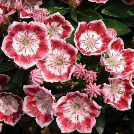 kalmia latifolia 4 - dafinul