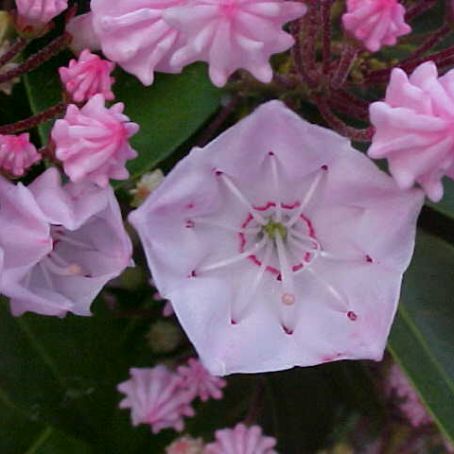 kalmia latifolia 5 - dafinul