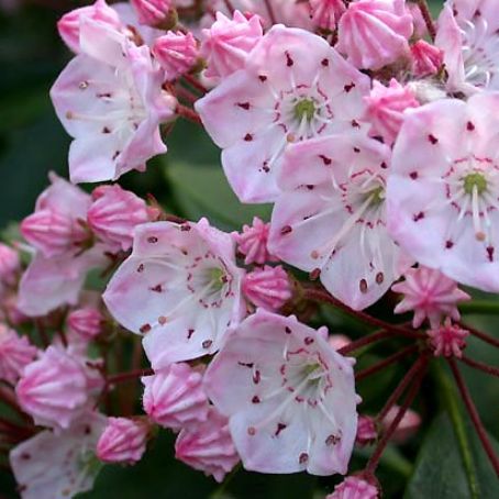 kalmia latifolia 2 - dafinul