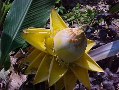 musa-paradisiaca-sapientum-bananierul