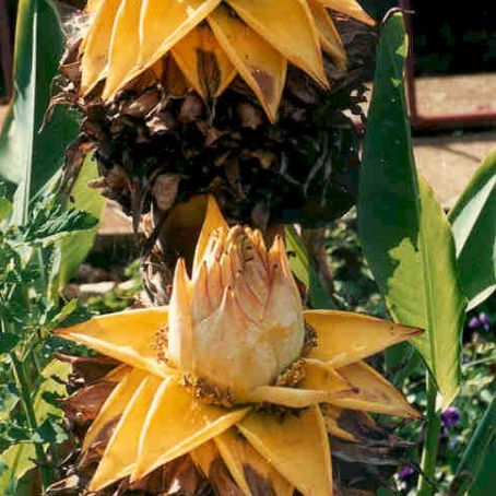 musa paradisiaca-sapientum 2 - bananierul
