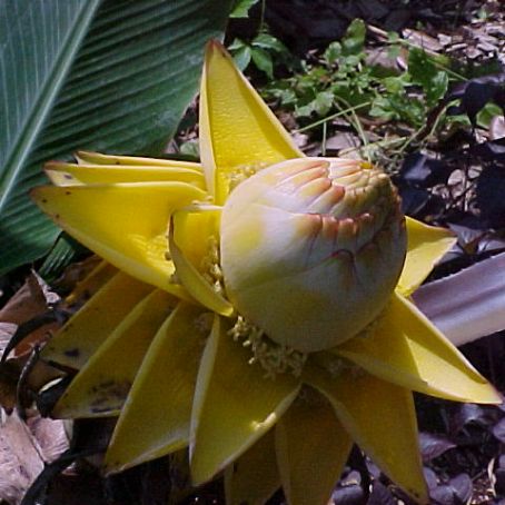 musa paradisiaca-sapientum 4 - bananierul