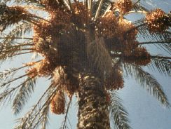 phoenix-dactylifera-curmalul