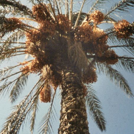 phoenix dactylifera 5 - curmalul
