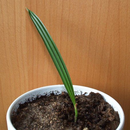 phoenix dactylifera 4 - curmalul