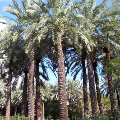 phoenix dactylifera 3 - curmalul