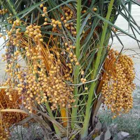 phoenix dactylifera 2 - curmalul