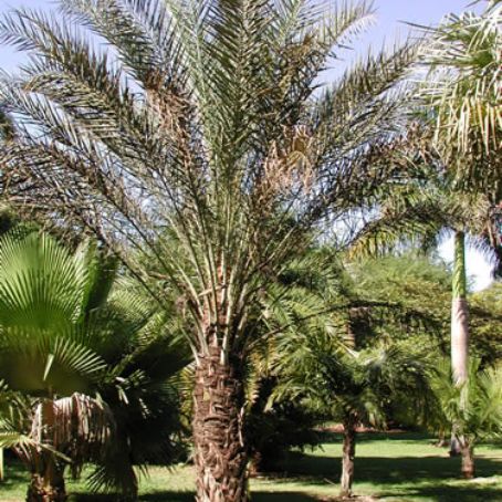 phoenix dactylifera 1 - curmalul