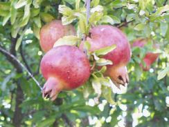 punica-granatum-rodiu